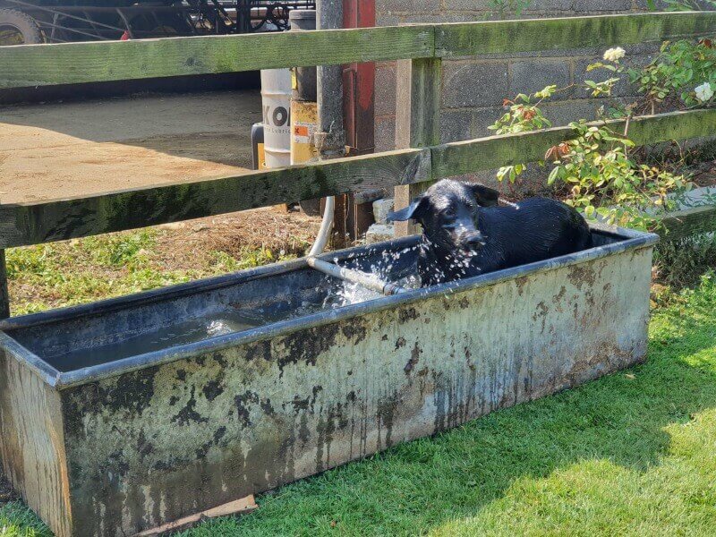 labrador in a water trough