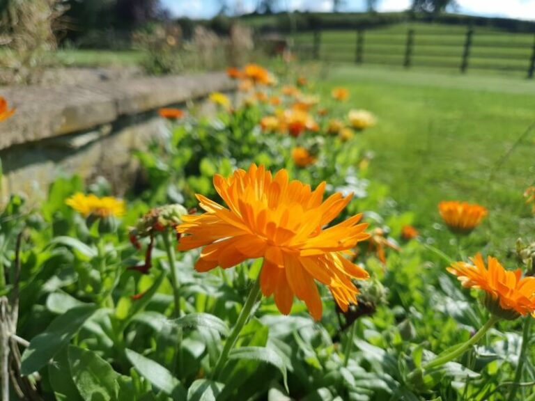 orange marigold flowers next to a garden wall from low view