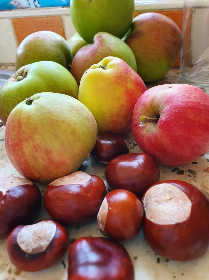 autumn harvest of cooking and dessert apples plus conkers