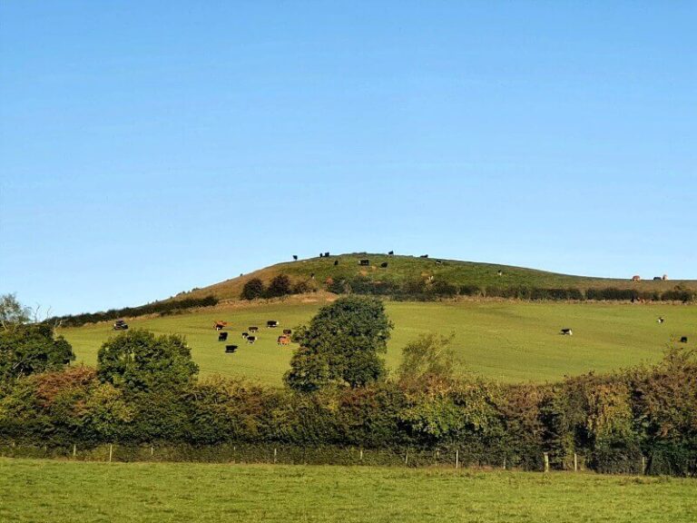 cow on a hill and field in he distance under blue sky