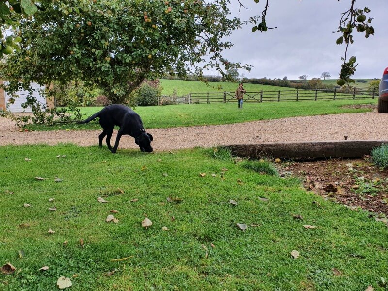 end of a dog walk enjoying the garden