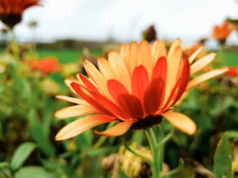 orange calenduar macro close up