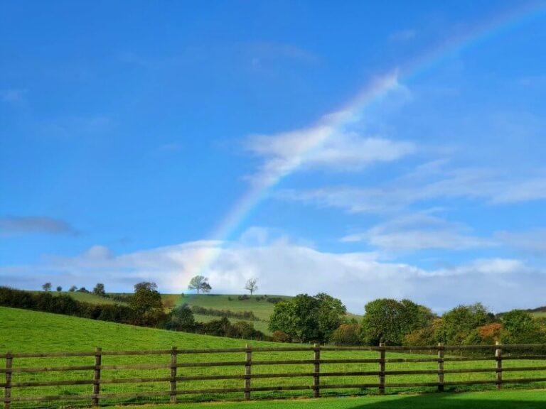 rainbow from a atree