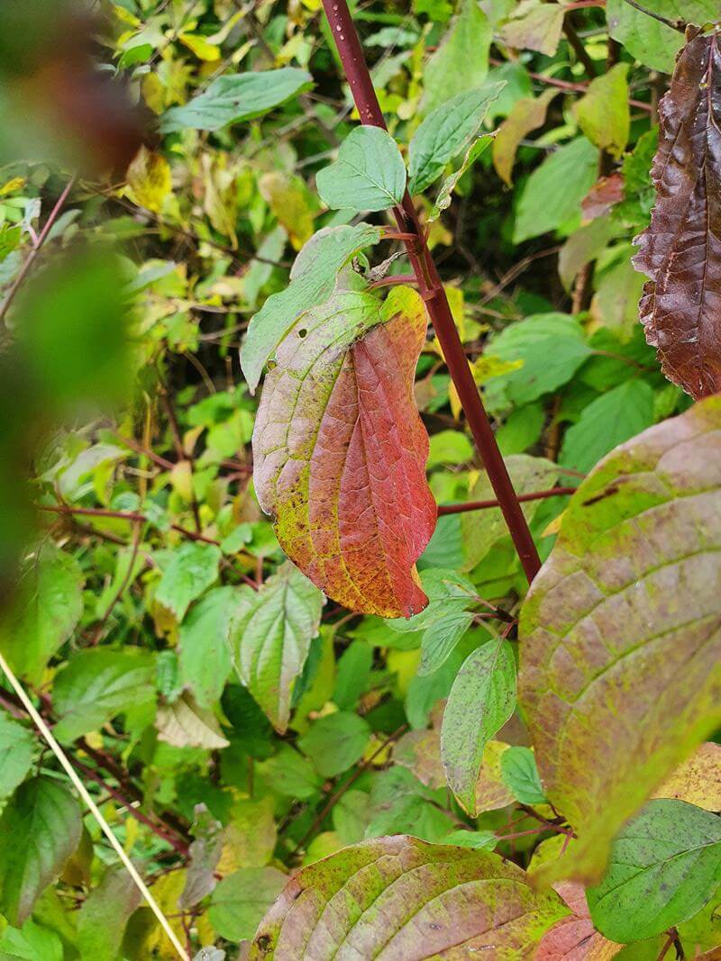 single red leaf amongst green