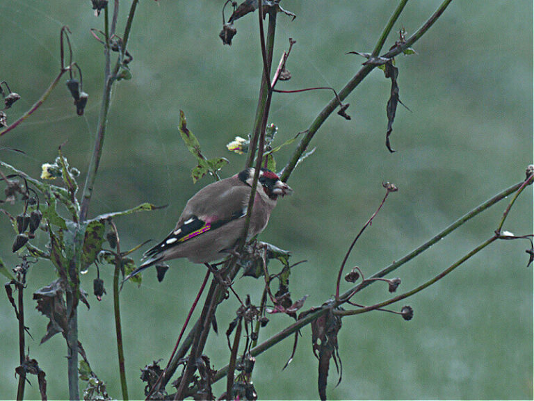 goldfinch on sunflower weeds