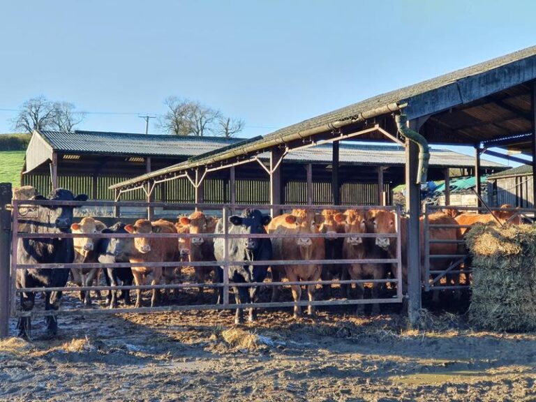 cows outside the barn in sunlight