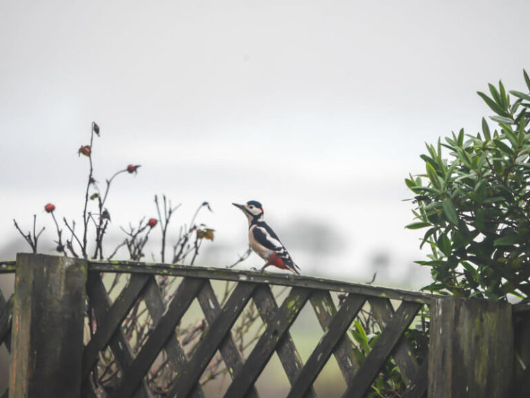 greater spotted woodpecker on garden fence