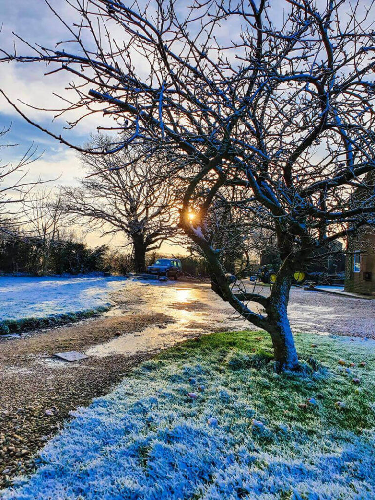 tree sillhouette with morning sun shining through and onto icy puddles