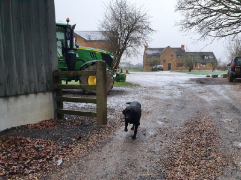 walking up the farm drive with john deere tractor, black labrador coming towards me.