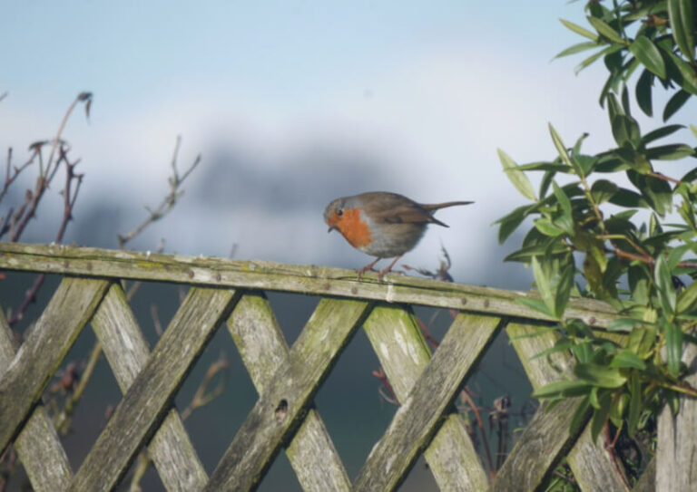 robin on top of a fence