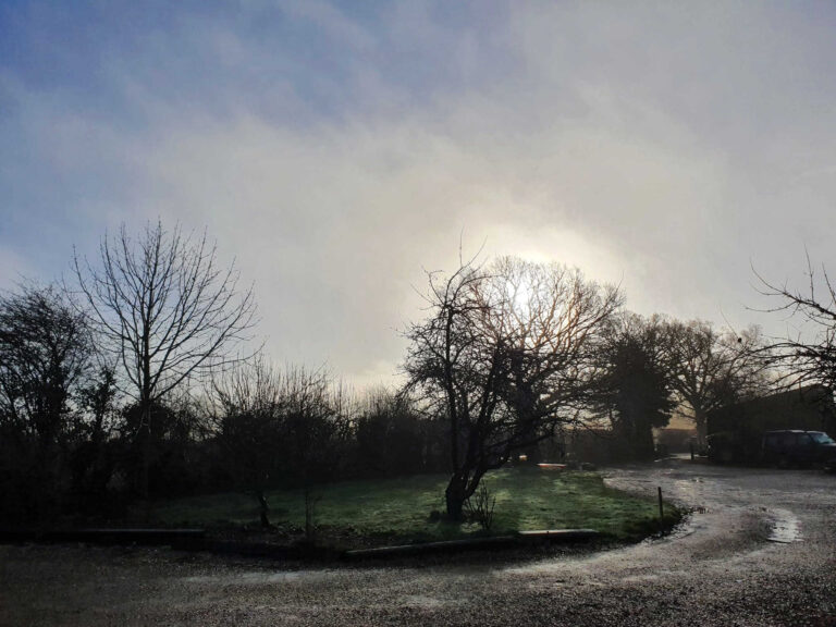 sunny morning and rays through trees