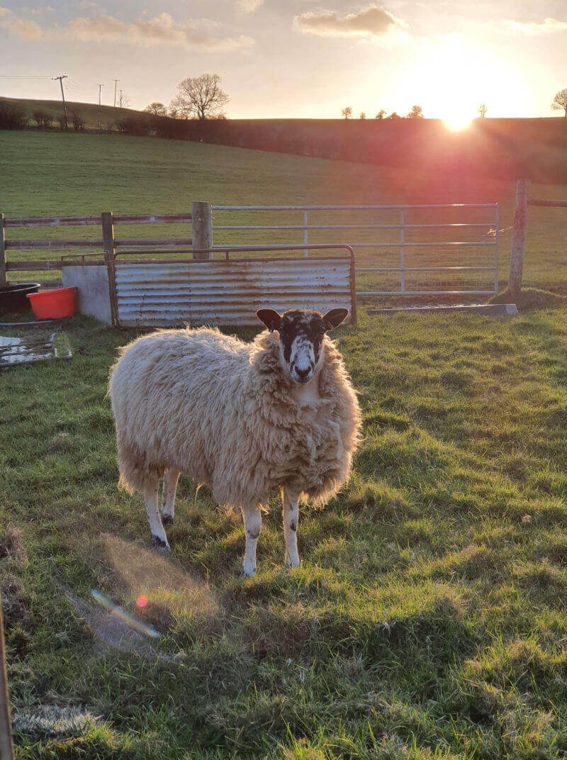 Sheep against sunset backdrop