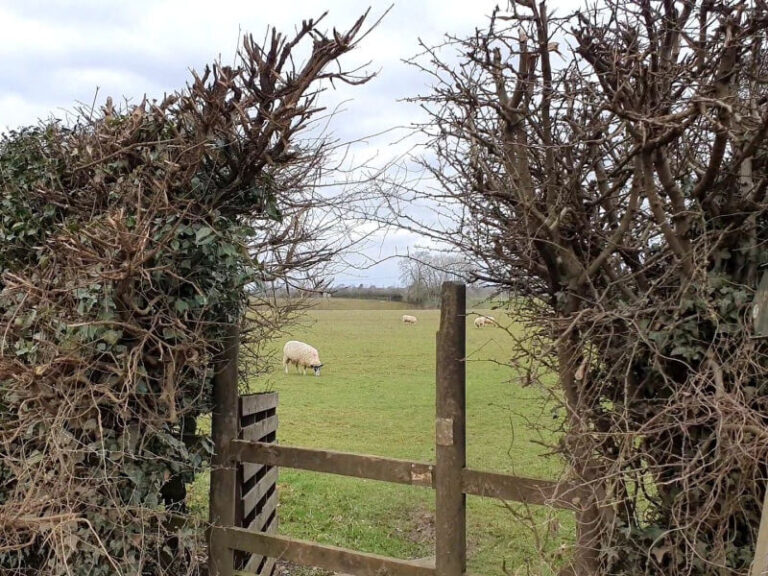 sheep seen through a style and hedge gap