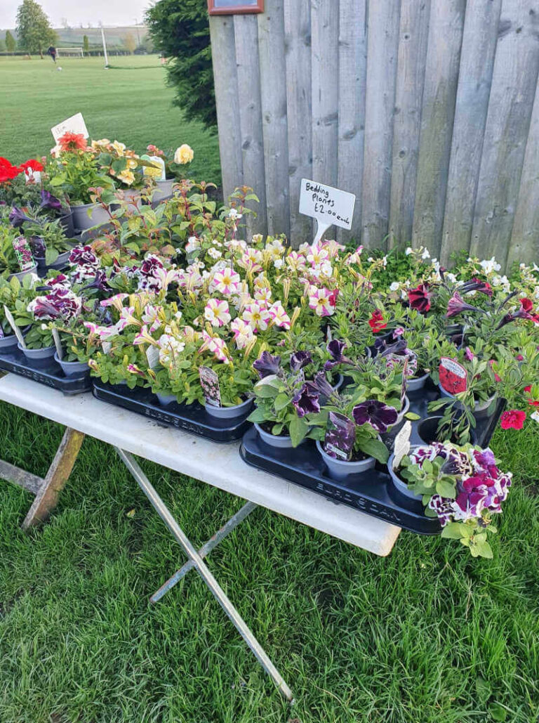 bedding plants for sale on table