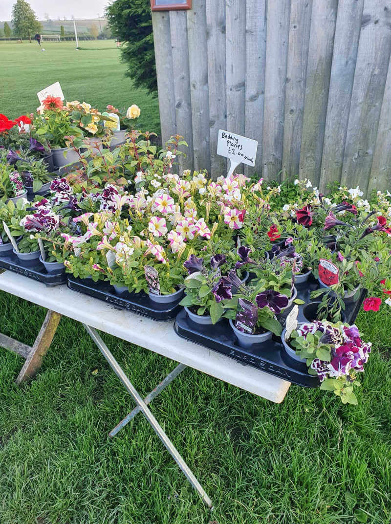 bedding plants for sale on table