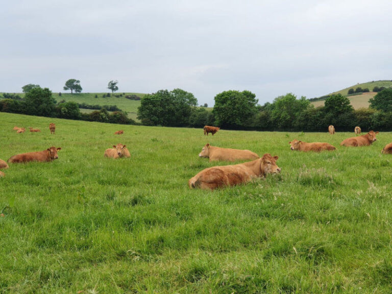 seated limousin cattle
