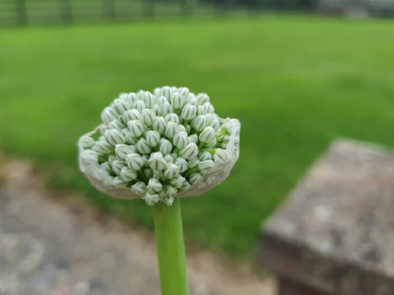 spring onion flowers