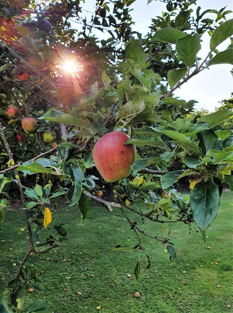 Apple with sunshine through the tree