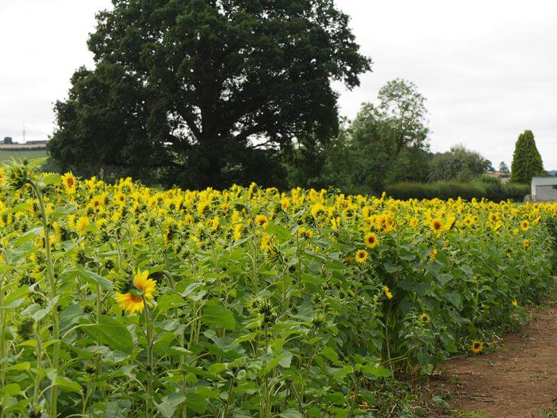 looking over sunflower field with tree in background