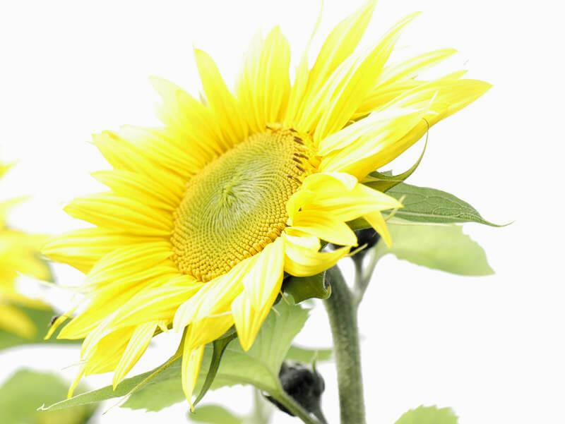 single over exposed sunflower