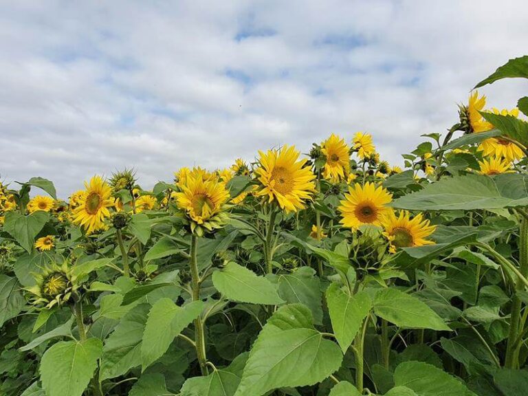 sunflowers field