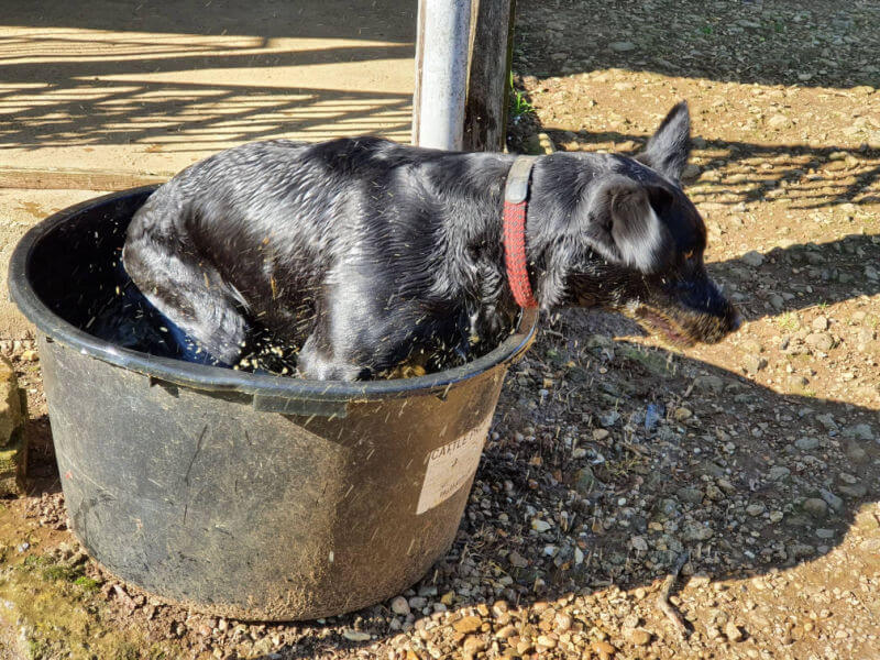 black labrador in water bucket
