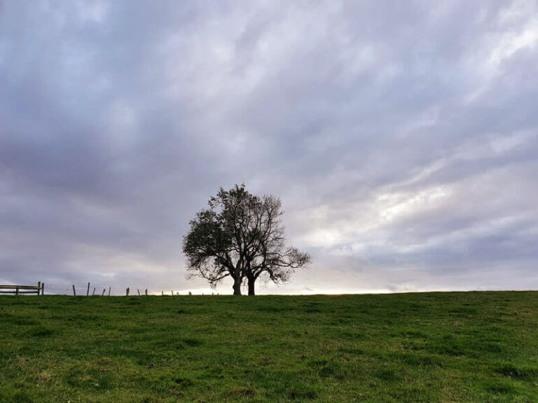 lone tree silhouette against sunset sky coming in