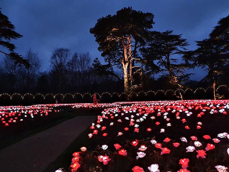 lit up red rose lights in rose garden display