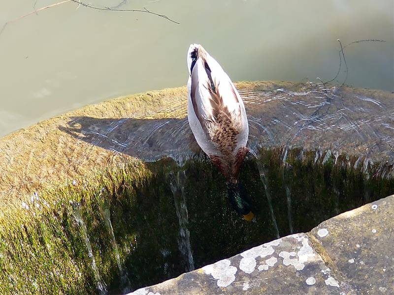 male mallard duck upended drinking water from a cascade drain