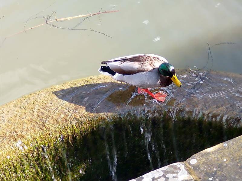 male mallard duck standing next to water cascade