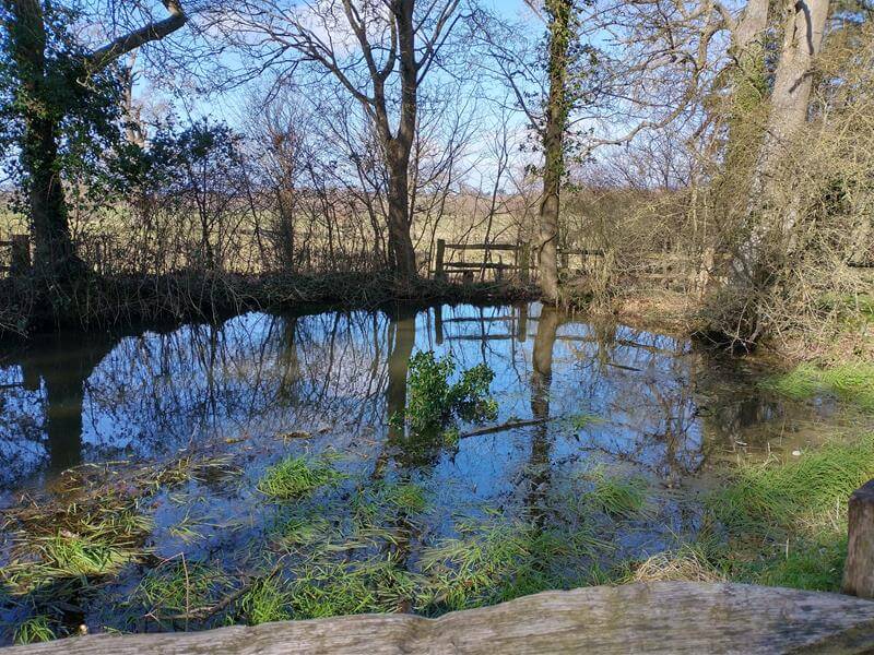 pond with trees around and reflection