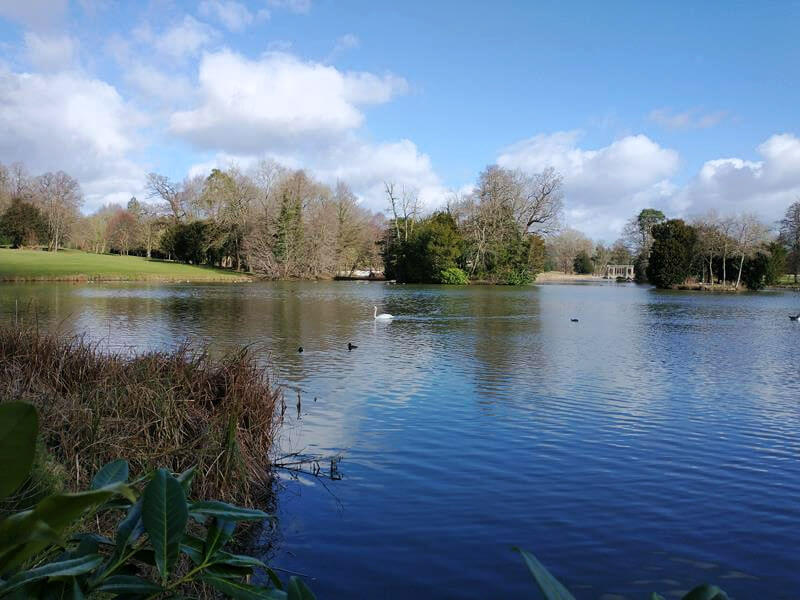 swan and waterfowl on lake with blue sky and trees reflected