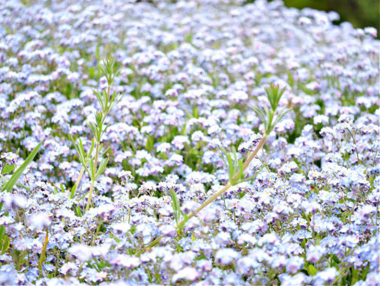 lots of forget-me-nots all blurred