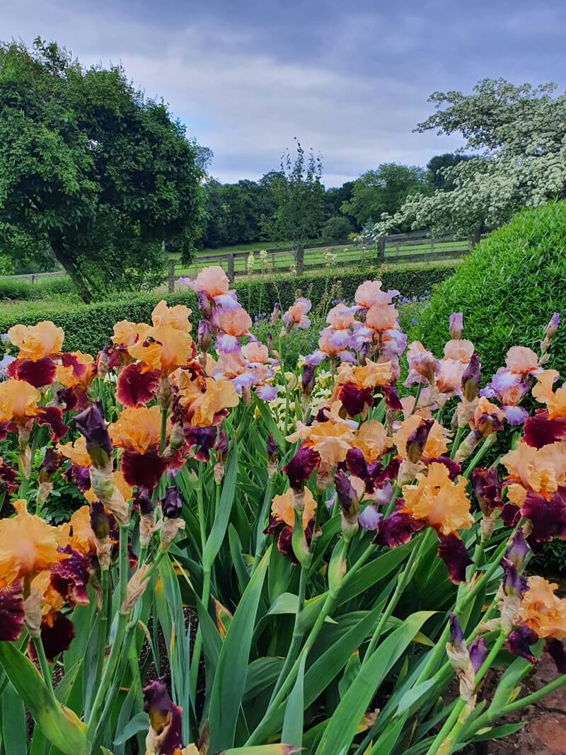 beautiful multicoloured irises