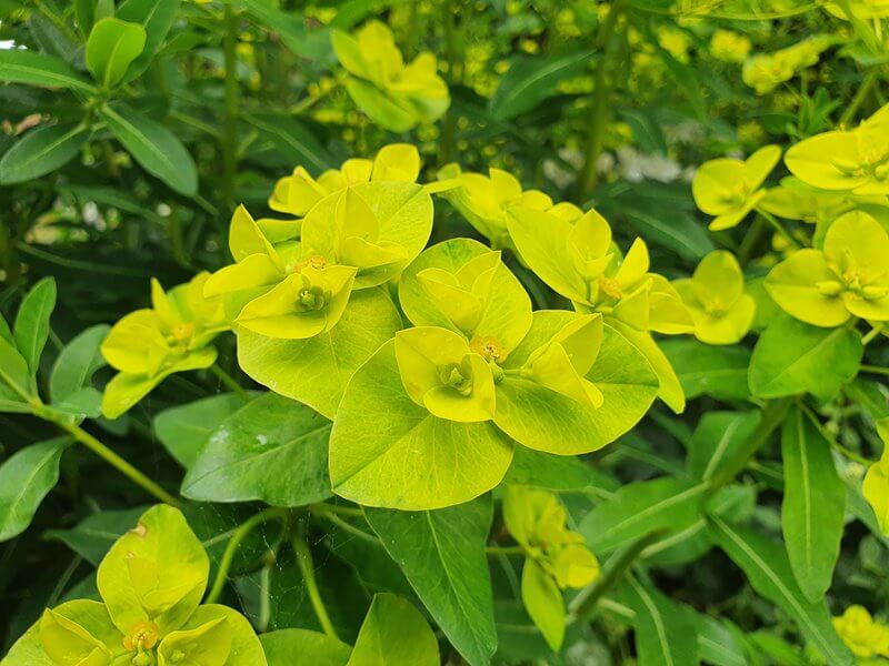 yellow leaf like flowers