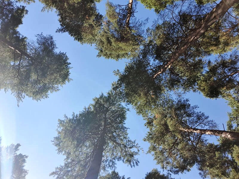 looking up at blue sky through the trees