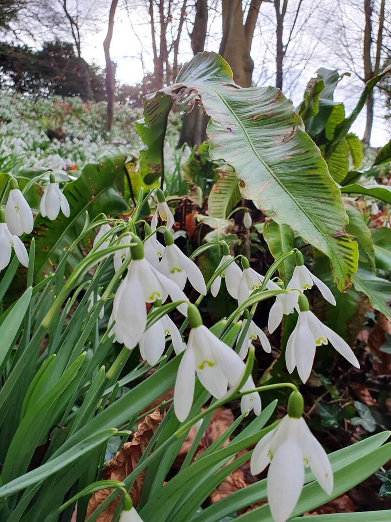 close up of snowdrops with big leaf behind