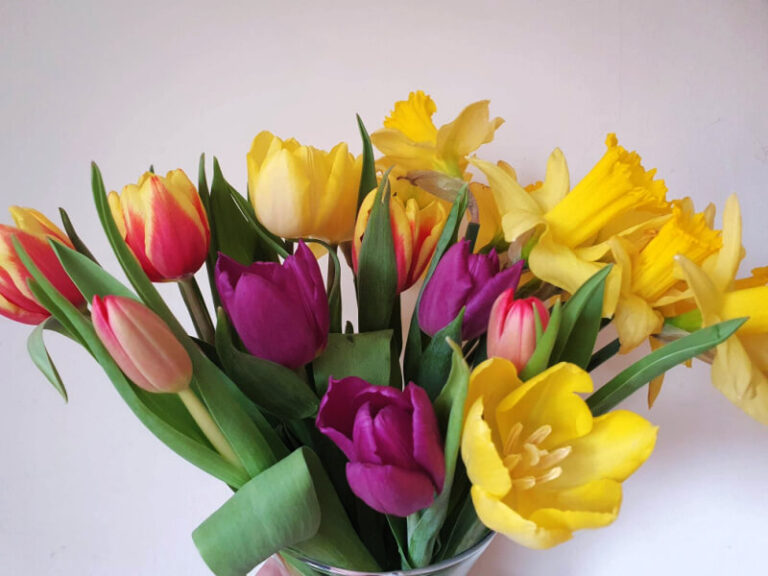 rainbow tulips and daffodils in a vase