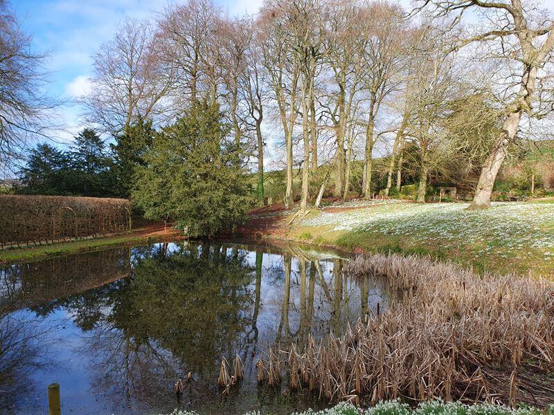 reflections of trees in pond with snowdrops on the verge behind