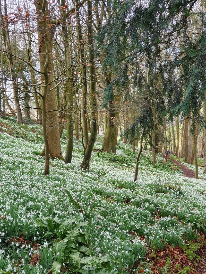 snowdrop carpet under trees in a wood with sun shining through