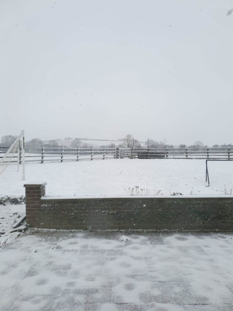 snowy picture in the garden