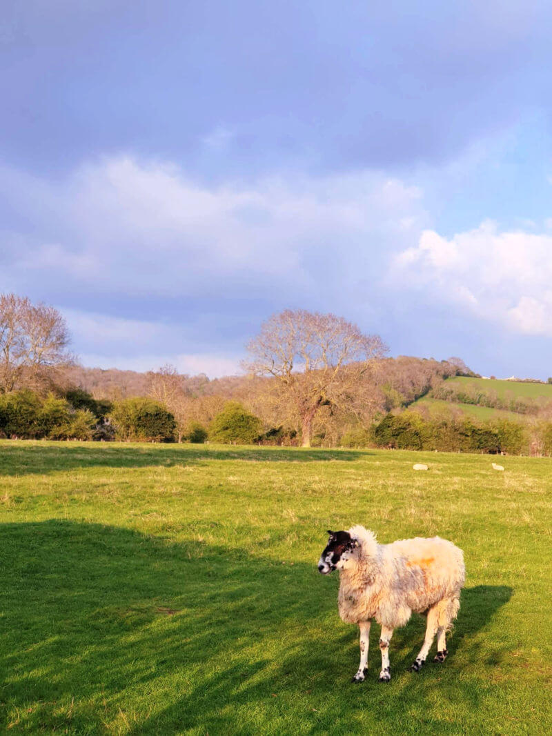 sheep in field with grey clouds overhead