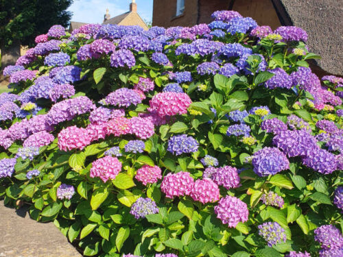 multicoloured hydrangeas outside thatched porch