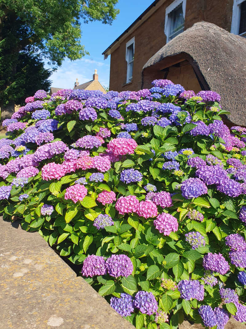 multicoloured hydrangeas outside thatched porch