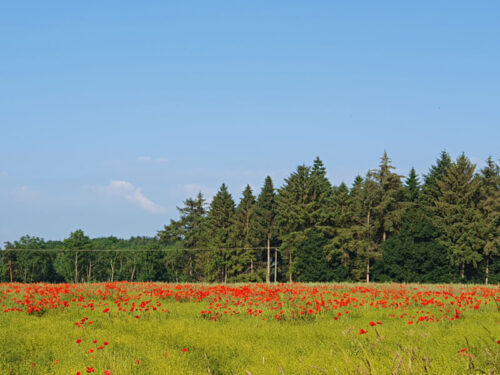 poppy field with trees behind, shot from a distance