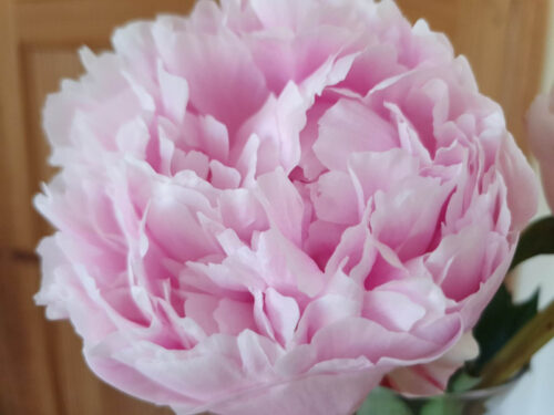 pale pink peony bloom