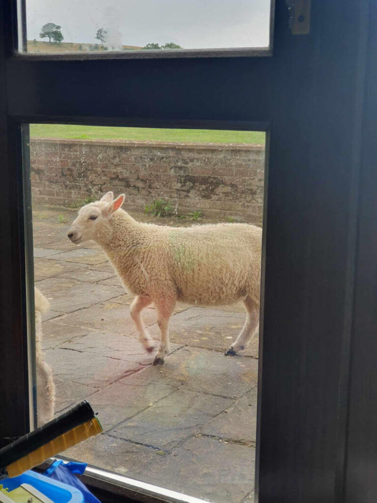 sheep at patio window