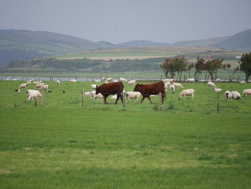 2 cows and sheep in field