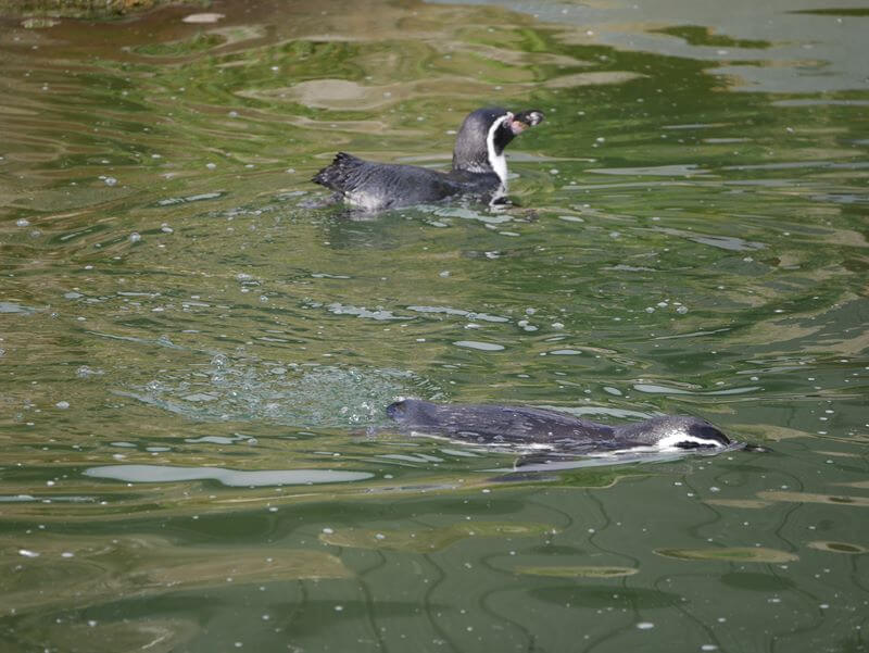 2 penguins in the water