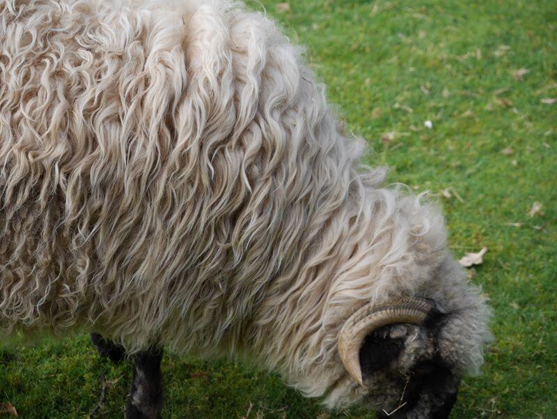 crimpled fleecy sheep